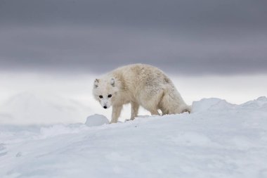 Karla kaplı dağlarda kutup tilkisi