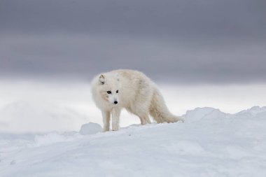 Karla kaplı dağlarda kutup tilkisi