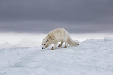 Karla kaplı dağlarda kutup tilkisi