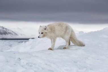 Karla kaplı dağlarda kutup tilkisi