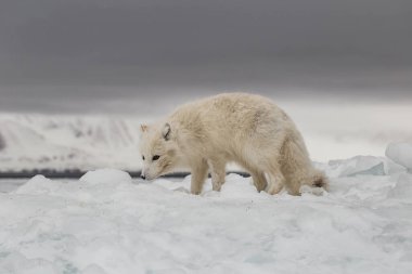 Karla kaplı dağlarda kutup tilkisi