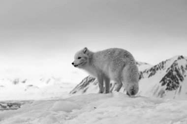 Karla kaplı dağlarda kutup tilkisi