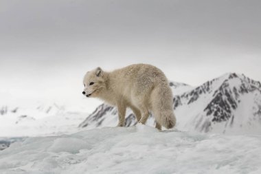 Karla kaplı dağlarda kutup tilkisi