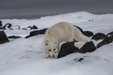 Karla kaplı dağlarda kutup tilkisi