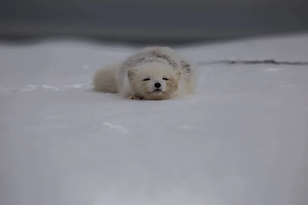 Raposa Ártica Montanhas Cobertas Neve — Fotografia de Stock