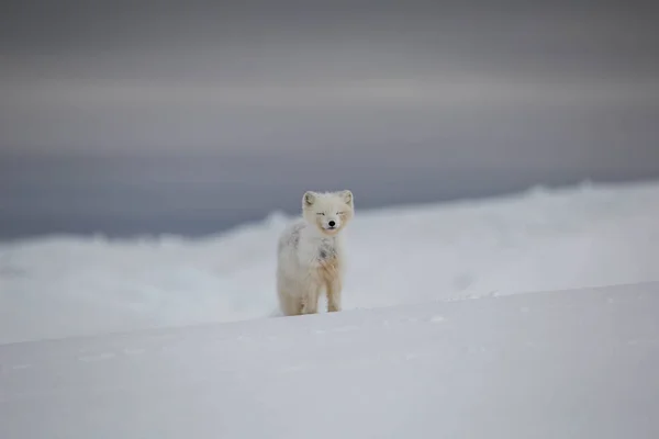 Арктическая Лиса Заснеженных Горах — стоковое фото