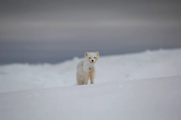 Raposa Ártica Montanhas Cobertas Neve — Fotografia de Stock