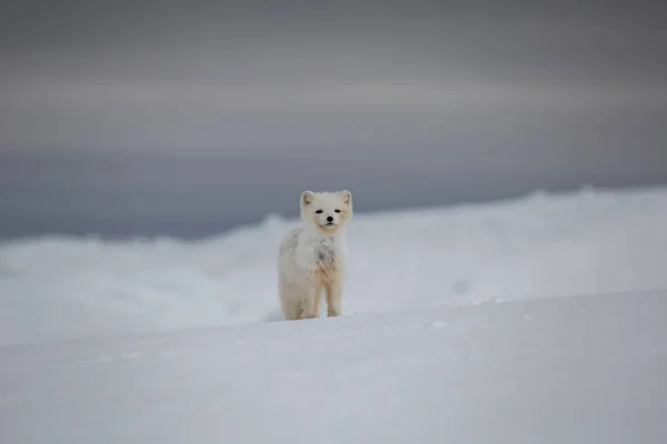Арктична Лисиця Засніжених Горах — стокове фото