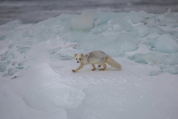 Арктична Лисиця Засніжених Горах — стокове фото