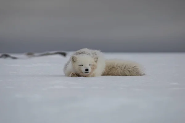 Raposa Ártica Montanhas Cobertas Neve — Fotografia de Stock