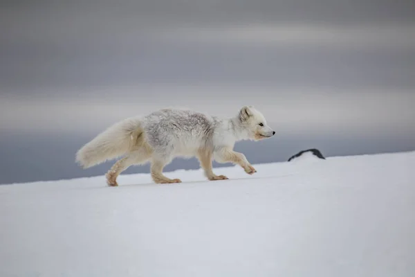 Polarfuchs Schneebedeckten Bergen — Stockfoto