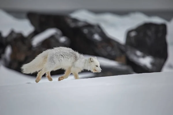 Arctic Fox Snow Covered Mountains — ストック写真