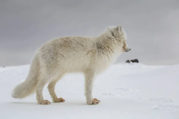 Арктическая Лиса Заснеженных Горах — стоковое фото