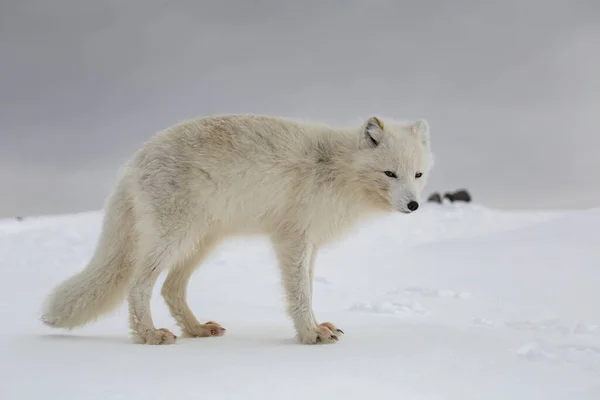 Zorro Ártico Montañas Cubiertas Nieve — Foto de Stock