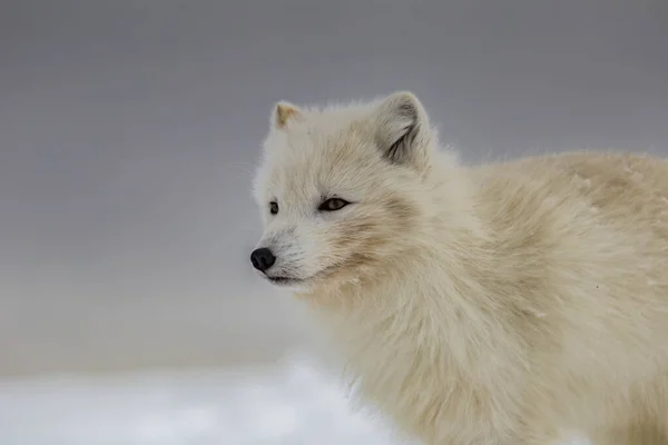 Raposa Ártica Montanhas Cobertas Neve — Fotografia de Stock