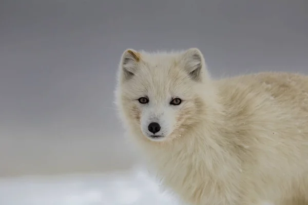 Polarfuchs Schneebedeckten Bergen — Stockfoto