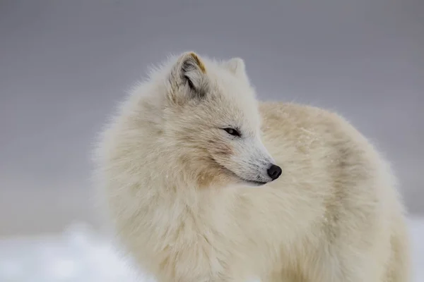 雪に覆われた山の中の北極キツネ — ストック写真
