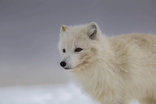 Polarfuchs Schneebedeckten Bergen — Stockfoto