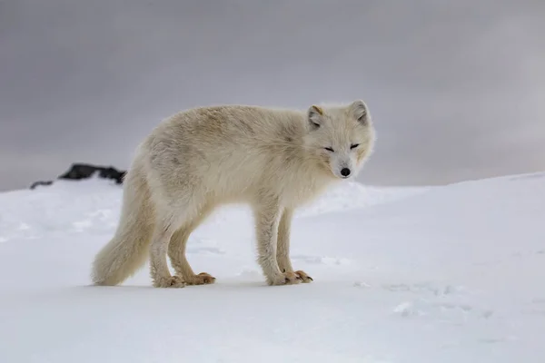 Renard Arctique Dans Les Montagnes Enneigées — Photo