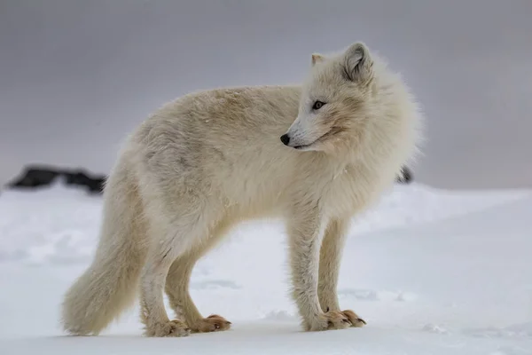 Raposa Ártica Montanhas Cobertas Neve — Fotografia de Stock