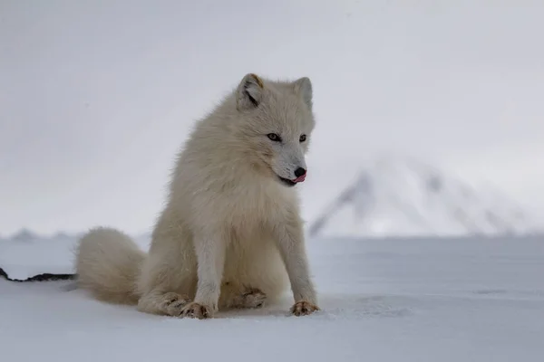 Αρκτική Αλεπού Χιονισμένα Βουνά — Φωτογραφία Αρχείου