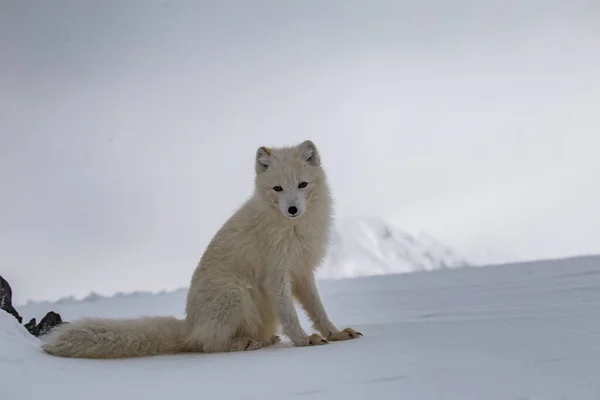 雪山覆盖的北极狐 — 图库照片
