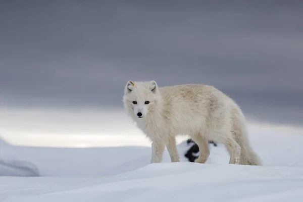 Polarfuchs Schneebedeckten Bergen — Stockfoto