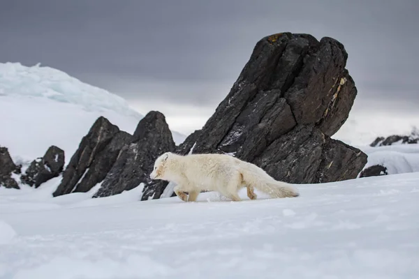 Polarfuchs Schneebedeckten Bergen — Stockfoto