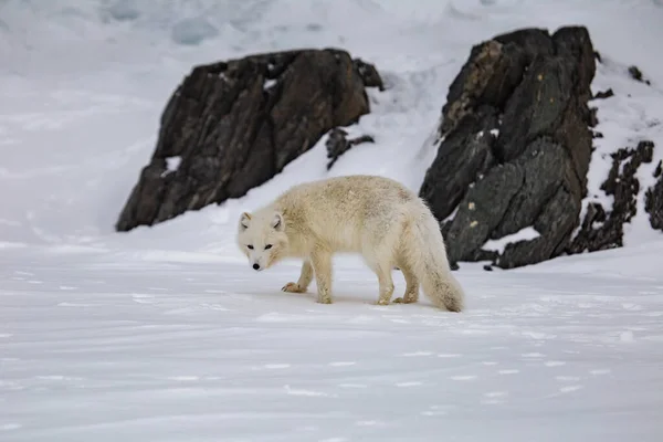 Arctic Fox Snow Covered Mountains — ストック写真