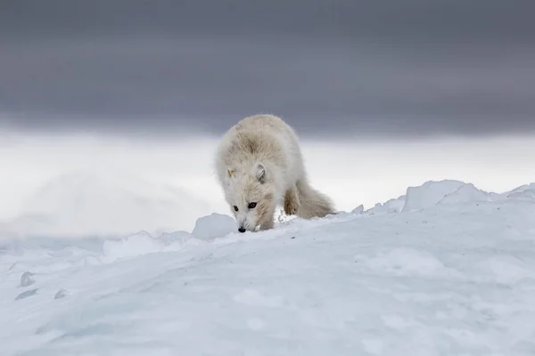 Renard Arctique Dans Les Montagnes Enneigées — Photo