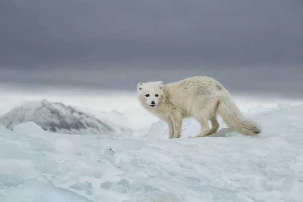 Renard Arctique Dans Les Montagnes Enneigées — Photo