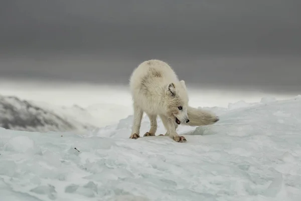雪山覆盖的北极狐 — 图库照片