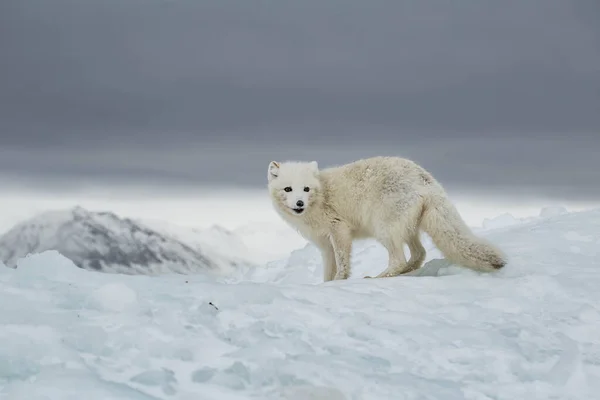 Lis Polarny Górach Pokrytych Śniegiem — Zdjęcie stockowe