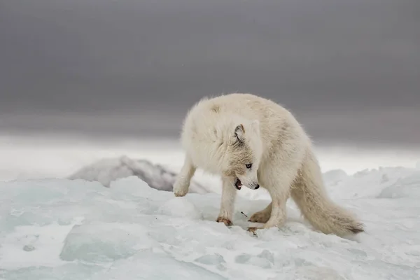 Liška Arktická Sněhu Pokrytých Horách — Stock fotografie