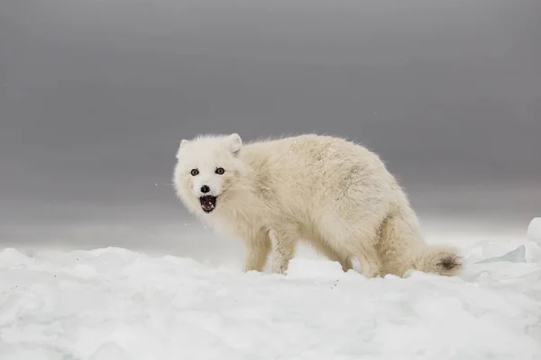 Sarkvidéki Róka Hóval Borított Hegyekben — Stock Fotó