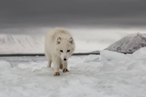 Renard Arctique Dans Les Montagnes Enneigées — Photo