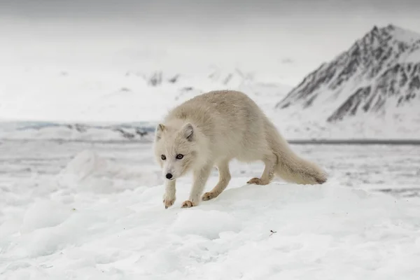 Polarfuchs Schneebedeckten Bergen — Stockfoto