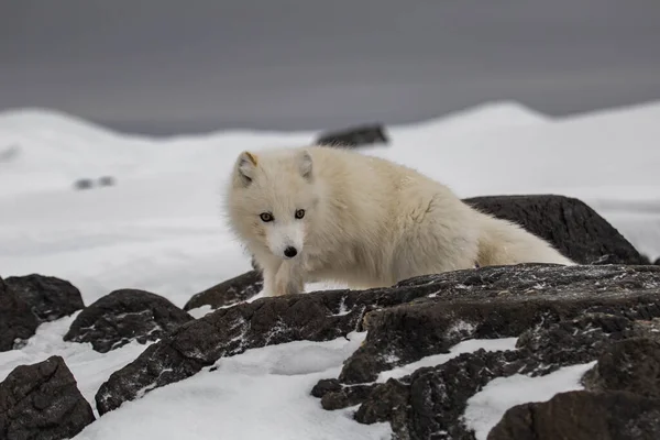Liška Arktická Sněhu Pokrytých Horách — Stock fotografie