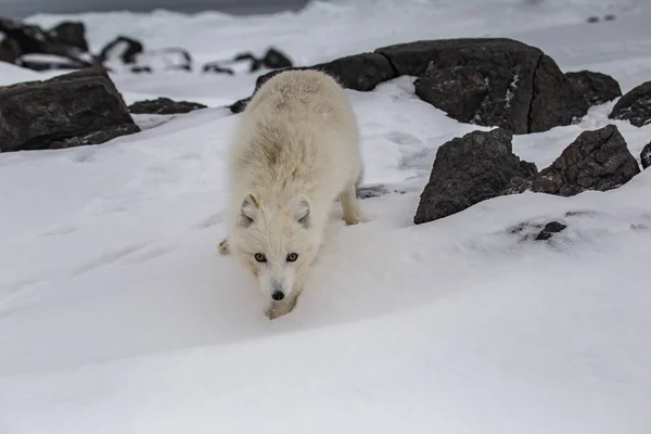 Arctic Fox Snow Covered Mountains — ストック写真