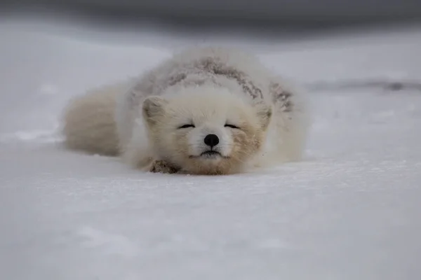 雪山覆盖的北极狐 免版税图库图片