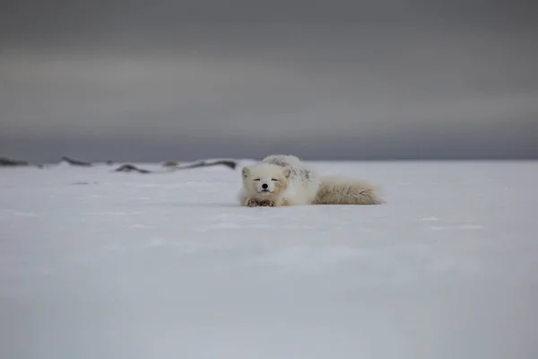 Polarfuchs Schneebedeckten Bergen Stockbild