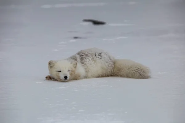 Polarfuchs Schneebedeckten Bergen lizenzfreie Stockbilder