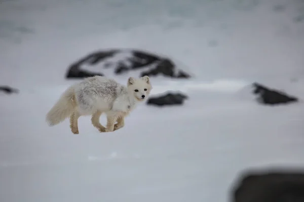 Polarfuchs Schneebedeckten Bergen lizenzfreie Stockfotos