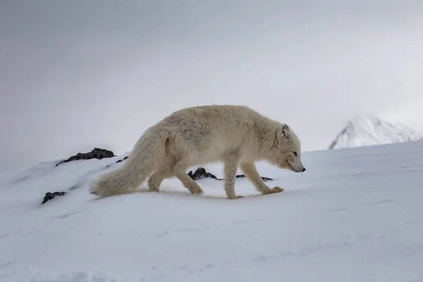 Polarfuchs Schneebedeckten Bergen lizenzfreie Stockfotos