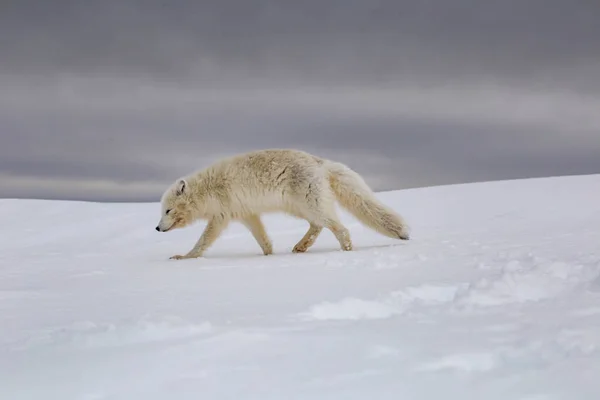 雪山覆盖的北极狐 图库图片