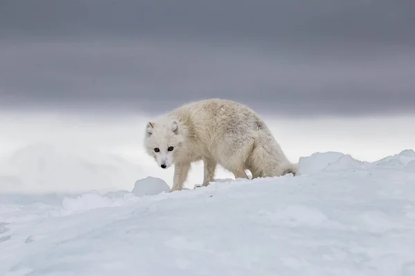 Polarfuchs Schneebedeckten Bergen lizenzfreie Stockfotos