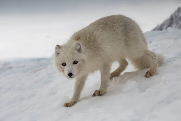 雪山覆盖的北极狐 图库照片