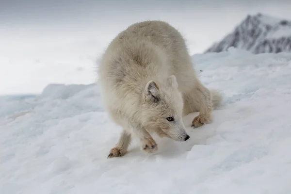 雪山覆盖的北极狐 图库图片