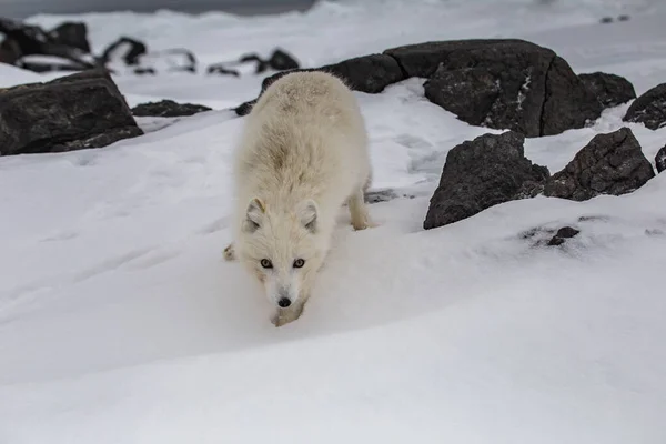 Renard Arctique Dans Les Montagnes Enneigées Images De Stock Libres De Droits