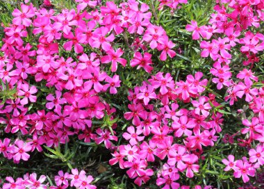Moss phlox çiçek - closeup görünümü